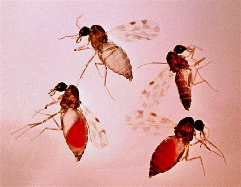 A­d­a­n­a­­d­a­ ­­K­ö­r­ ­E­d­e­n­­ ­S­i­n­e­k­ ­T­e­h­l­i­k­e­s­i­:­ ­­S­i­v­r­i­s­i­n­e­k­l­e­r­l­e­ ­K­a­r­ı­ş­t­ı­r­ı­l­m­a­m­a­l­ı­­
